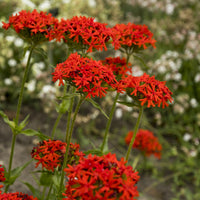 Croix de Jérusalem Morgenrot - Lychnis chalcedonica - Bakker