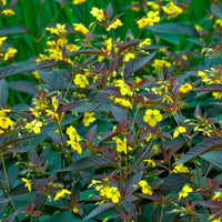 Lysimachia ciliata Firecracker - Lysimaque ciliée Firecracker - Lysimaque