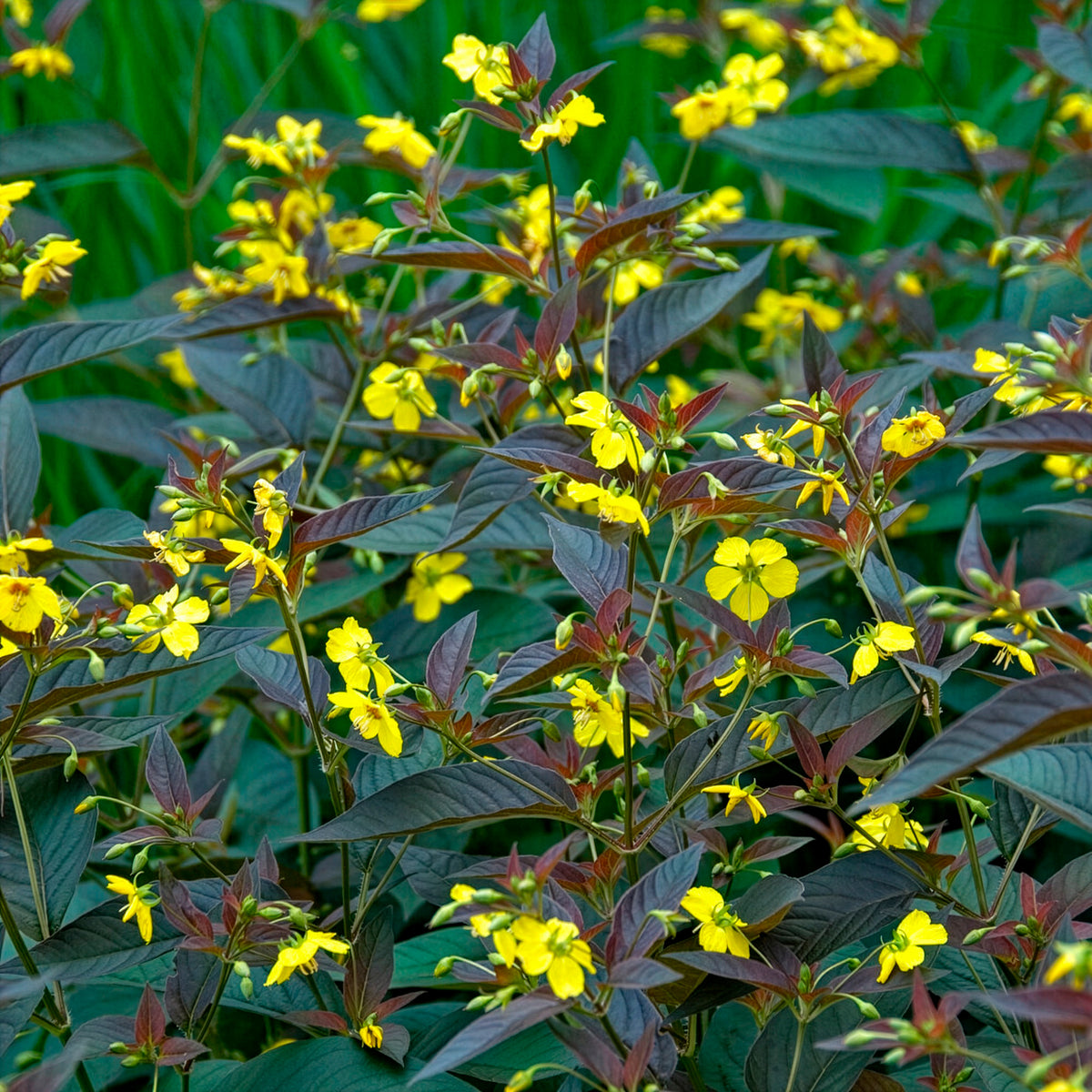 Lysimachia ciliata Firecracker - Lysimaque ciliée Firecracker - Lysimaque