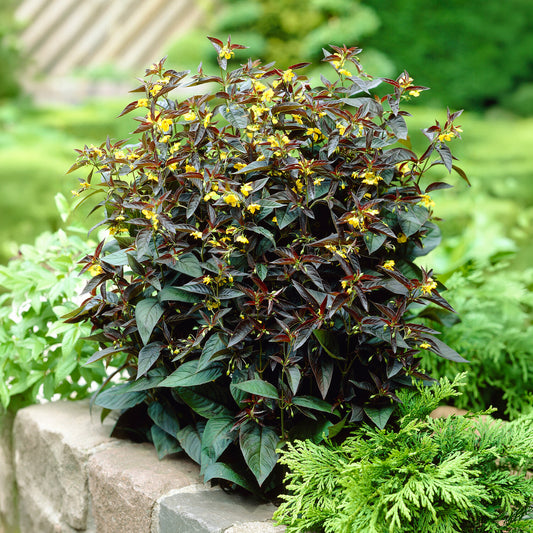 Lysimaque ciliée Firecracker - Bakker