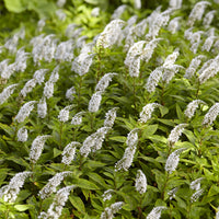 Plantes vivaces - Lysimaque de Chine - Lysimachia clethroides