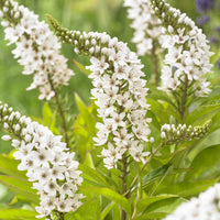 Lysimachia clethroides - Lysimaque de Chine - Plantes vivaces