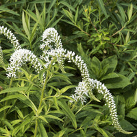 Lysimaque de Chine - Lysimachia clethroides - Bakker