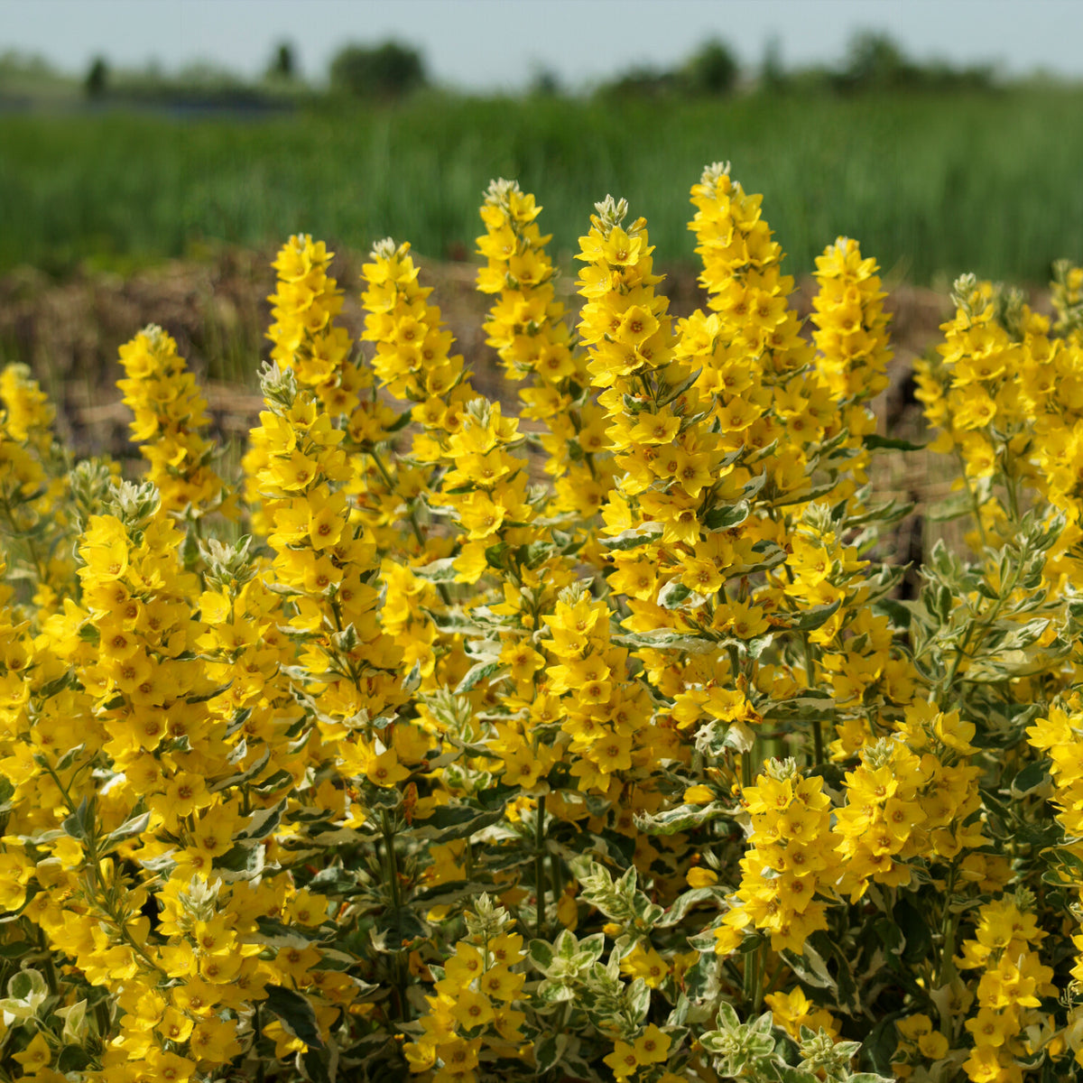 Lysimaque ponctuée Alexander - Lysimachia punctata Alexander - Bakker