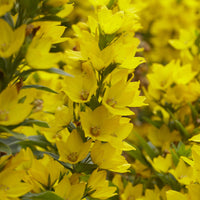 Lysimachia punctata - Lysimaque ponctuée - Plantes vivaces