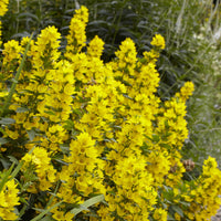 Plantes vivaces - Lysimaque ponctuée - Lysimachia punctata