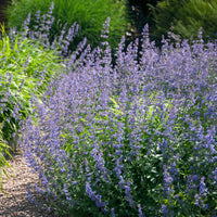 Nepeta Six Hills Giant - Nepeta faassenii six hills giant - Bakker