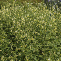 Nepeta govaniana - Menthe des chats - Nepeta
