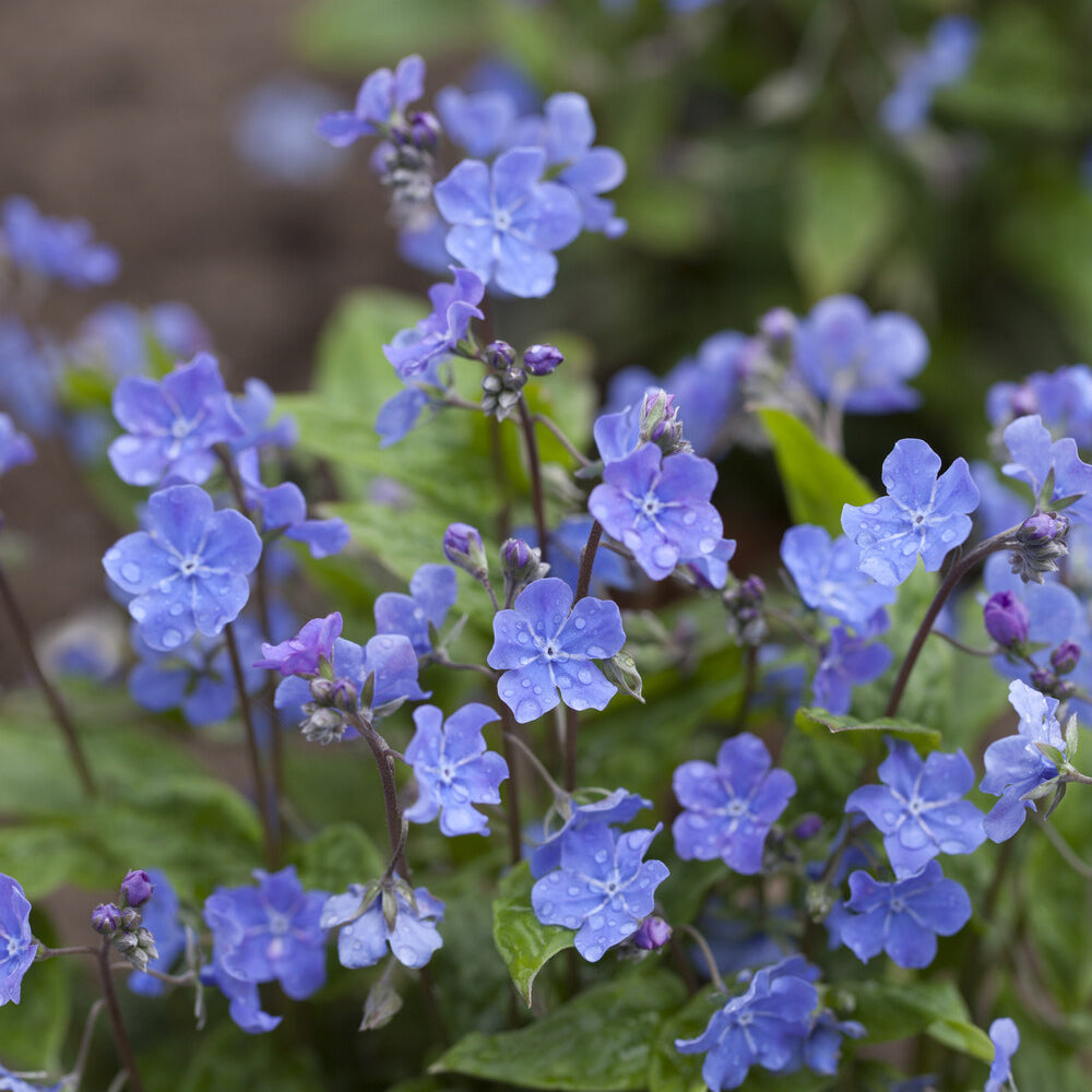 Petite bourrache - Omphalodes verna - Bakker