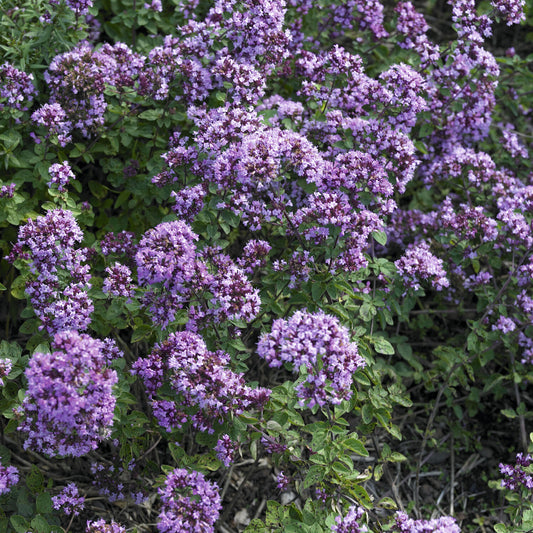 Origan Rosenkuppel - Bakker