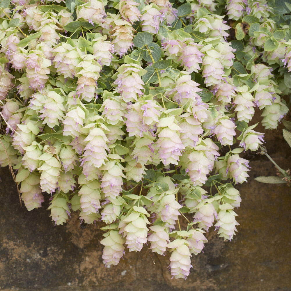 Origan Kent Beauty - Origanum rotundifolium Kent Beauty - Bakker