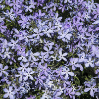 Phlox divaricata Clouds of Perfume - Phlox divaricata Clouds of Perfume - Phlox