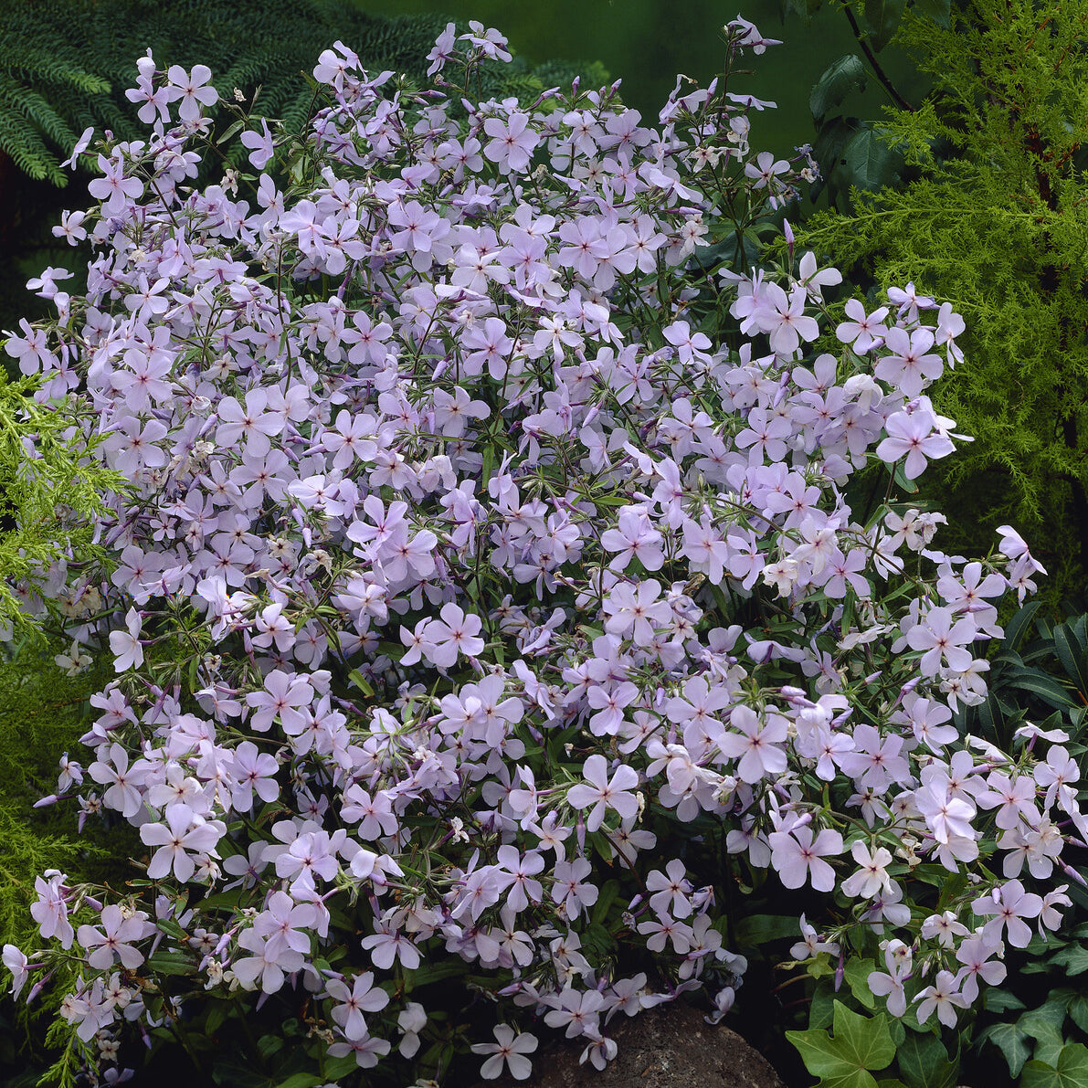 Phlox divaricata Clouds of Perfume - Phlox divaricata Clouds of Perfume - Bakker