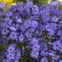 Phlox paniculé Blue Paradise - Bakker