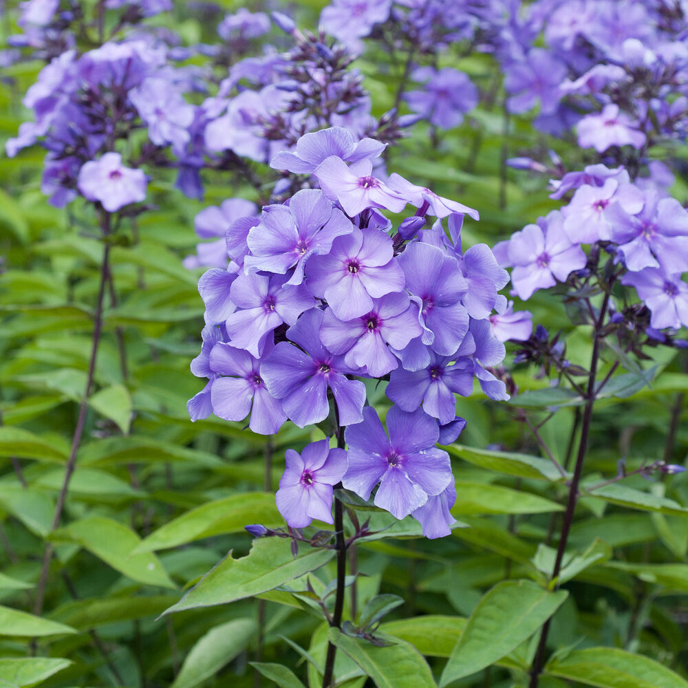 Phlox paniculé Blue Paradise - Phlox paniculata Blue Paradise - Bakker