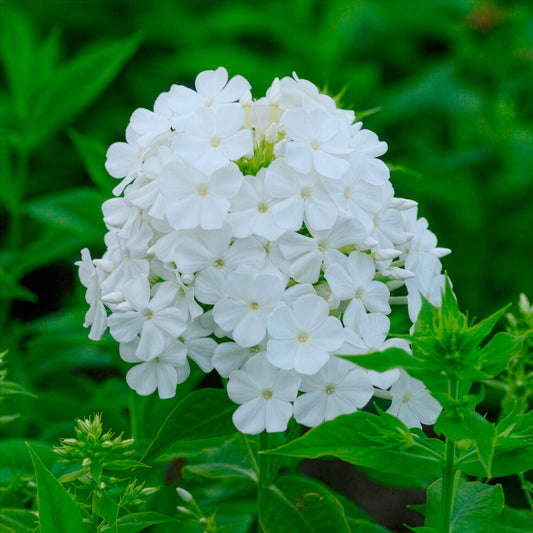 Phlox paniculé Fujiyama - Bakker