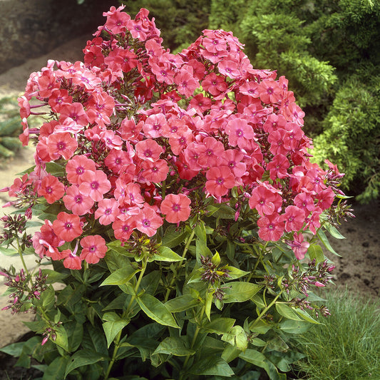 3 Phlox paniculé Orange Perfection