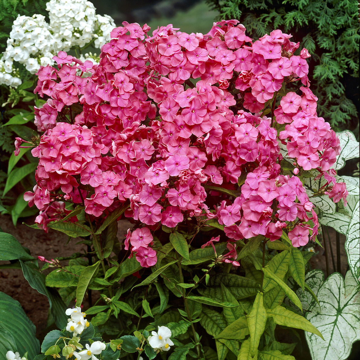 Phlox paniculé Rijnstroom - Phlox paniculata Rijnstroom - Bakker