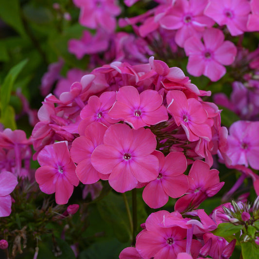 Phlox paniculé Rijnstroom - Bakker