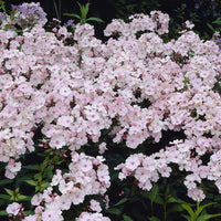 Phlox - Phlox paniculé Rosa Pastel - Phlox paniculata Rosa Pastell