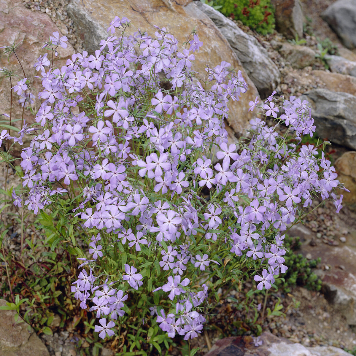 Phlox rampant Blue Ridge - Phlox stolonifera Blue Ridge - Bakker