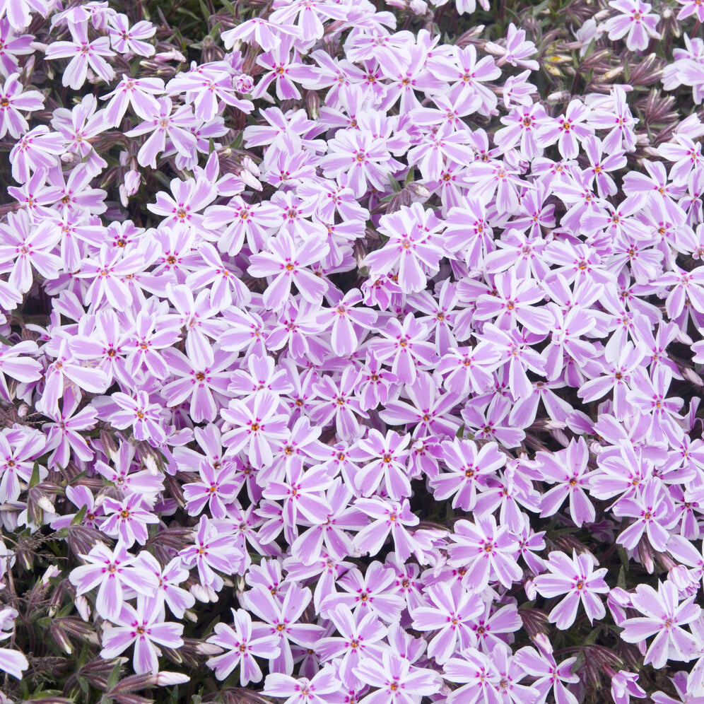 Phlox mousse Candy Stripes - Phlox subulata Candy Stripes - Bakker