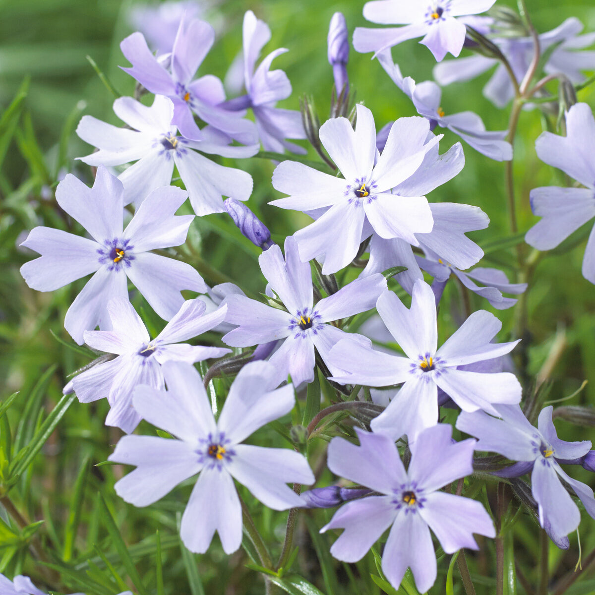 Phlox subulata Emerald Cushion Blue - Phlox mousse Emerald Cushion Blue - Phlox