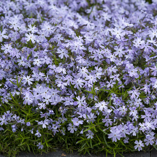 3 Phlox mousse Emerald Cushion Blue