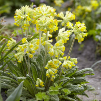  - Primevère officinale Coucou - Primula veris