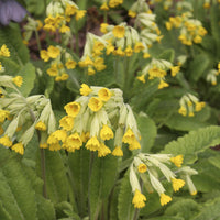 Primula veris - Primevère officinale Coucou - 