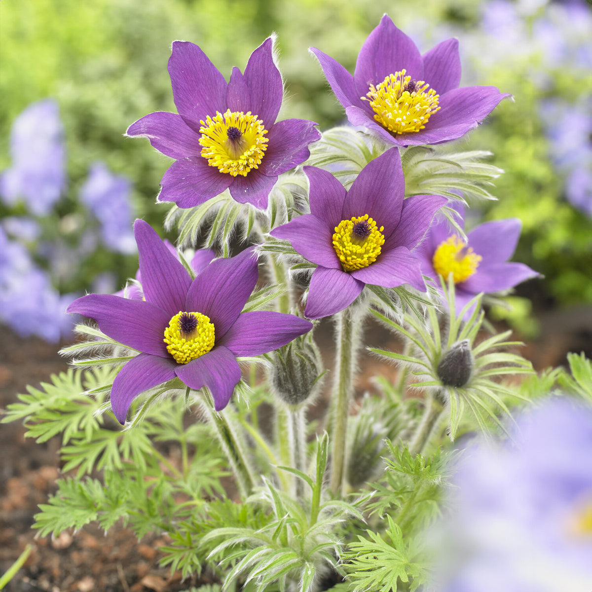 Plantes vivaces - Anémone pulsatille - Pulsatilla vulgaris