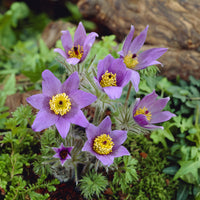 3 Anémones pulsatilles - Pulsatilla vulgaris - Bakker