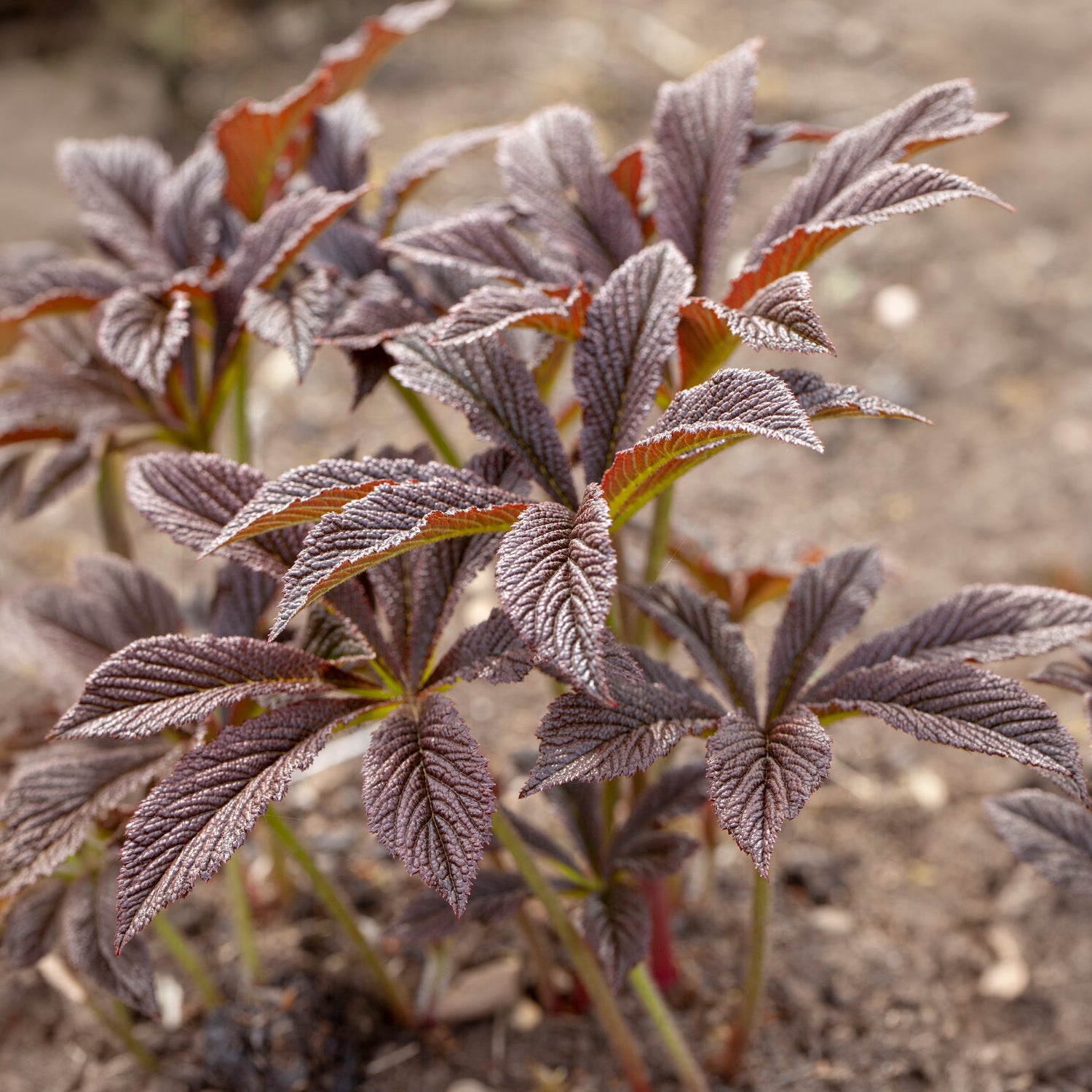 Rodgersia Bronze Peacock - Rodgersia Bronze Peacock - Bakker
