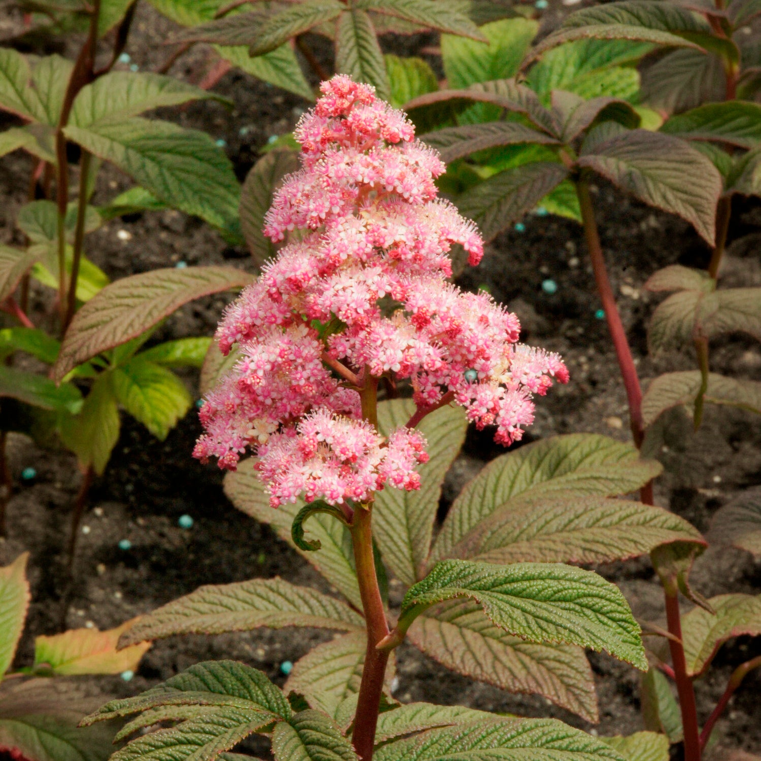 Rodgersia - Rodgersia Chocolate Wings - Rodgersia pinnata Chocolate Wings