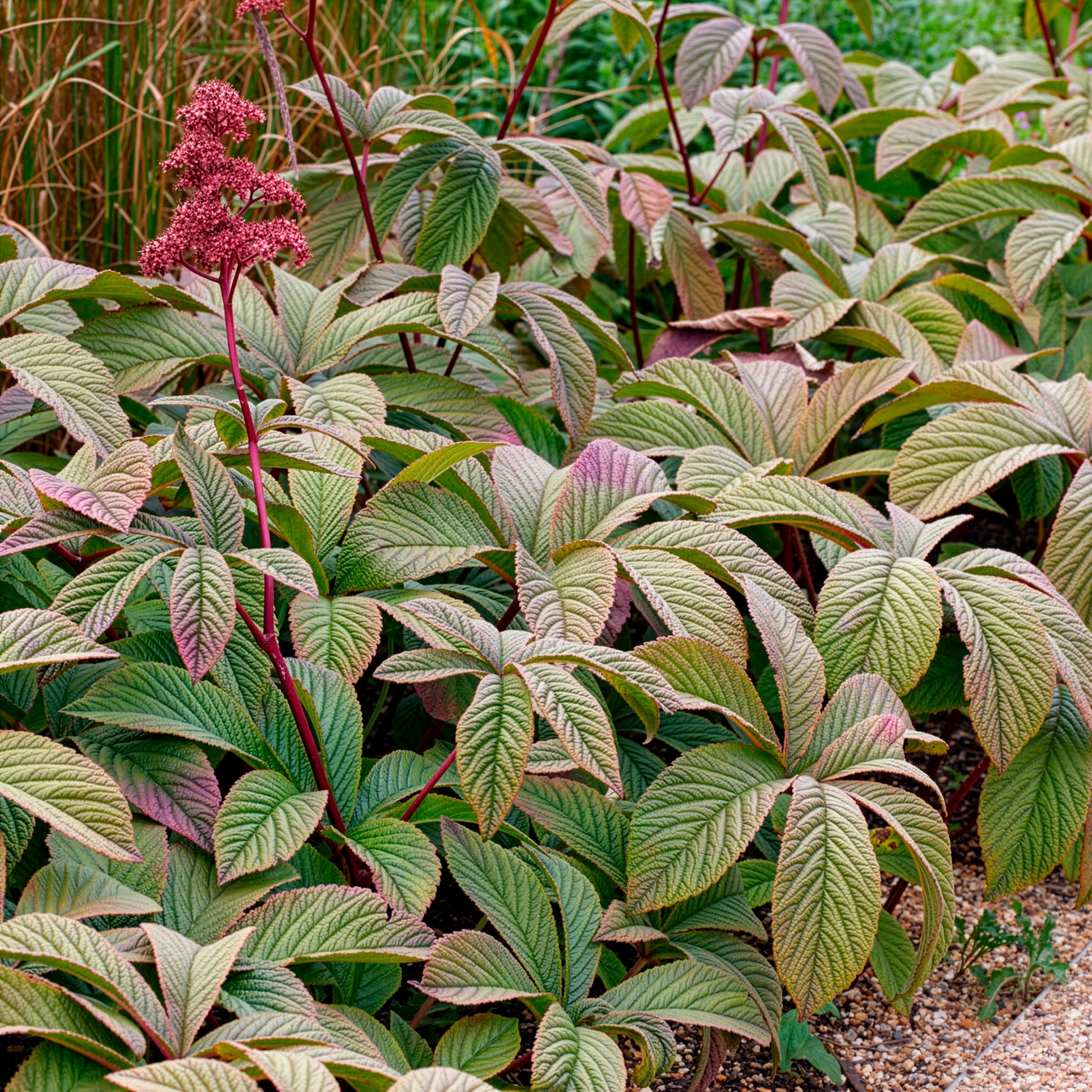 Rodgersia pinnata Chocolate Wings - Rodgersia Chocolate Wings - Rodgersia