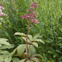 Rodgersia pinnata - Rodgersia pinnata - Plantes vivaces