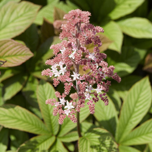 Rodgersia pinnata - Bakker