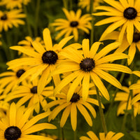 Rudbeckia fulgida deamii - Rudbeckia deamii - Rudbeckia