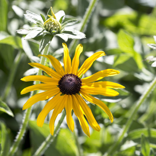 3 Rudbeckia deamii