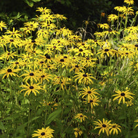 Rudbeckia - Rudbeckia deamii - Rudbeckia fulgida deamii