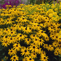 Rudbeckia deamii - Rudbeckia fulgida deamii - Bakker