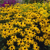 Stipa gigantea, Pennisetum alopecuroides,Rudbeckia fulgida,Achillea millefolium,Persicaria amplexicaulis  - 5 Vivaces pour massif champêtre - Plantes vivaces