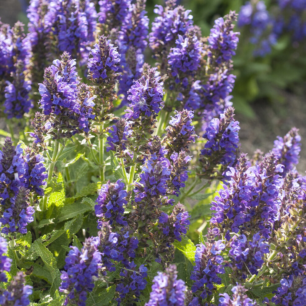 Sauges - Sauge des bois Marcus - Salvia nemorosa Marcus Haeumanarc