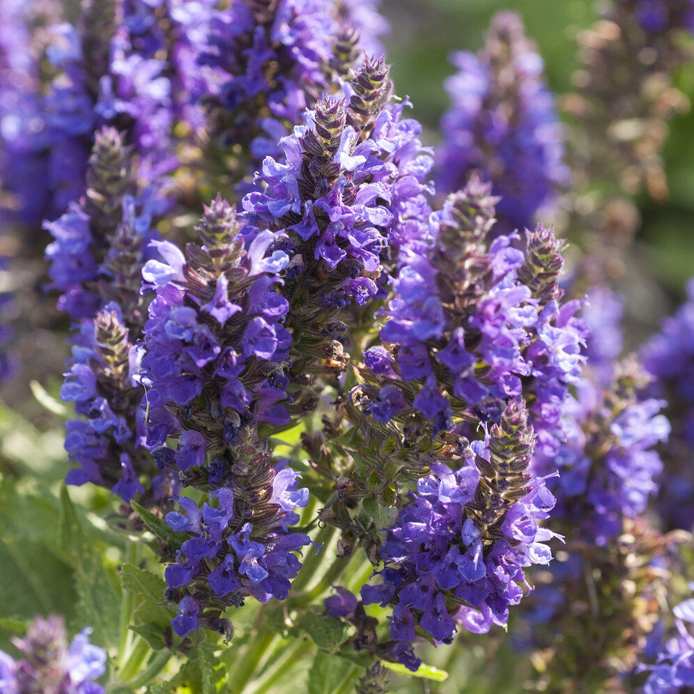 Salvia nemorosa Marcus Haeumanarc - Sauge des bois Marcus - Sauges
