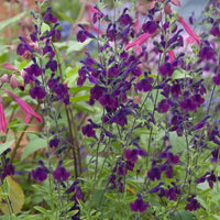 Salvia Nachtvlinder - Sauge papillon de nuit - Sauges