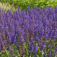 Salvia nemorosa Viola Klose - Sauge des bois Viola Klose - Sauges