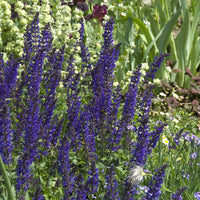 Sauges - Sauge des bois Viola Klose - Salvia nemorosa Viola Klose