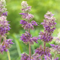 Salvia verticillata Purple Rain - Sauge verticillée Purple Rain - Sauges