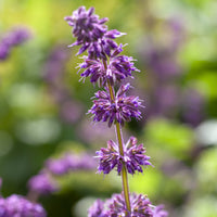 Sauge verticillée Purple Rain - Salvia verticillata Purple Rain - Bakker