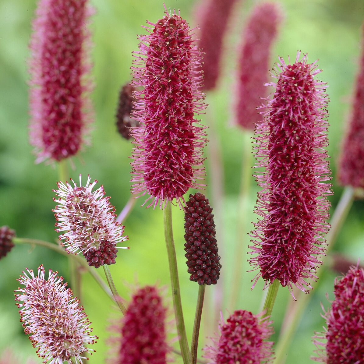 Sanguisorba menziesii - Pimprenelle d'Alaska - Sanguisorbe - Pimprenelle